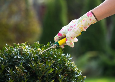 Soft landscaping work in a Camberwell garden with planting and lawn preparation